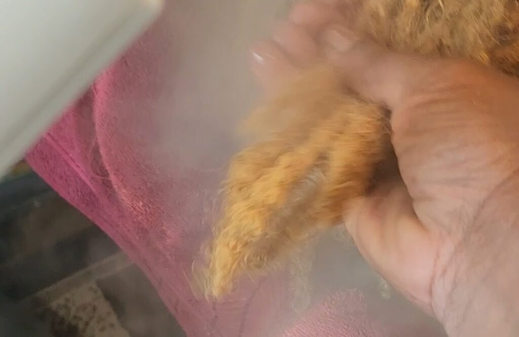 A photo of locs being steamed at the Queen's Den